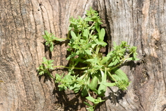 Valerianella locusta