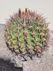 Ferocactus recurvus