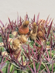 Ferocactus recurvus