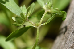 Valerianella locusta