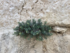 Podonosma orientalis