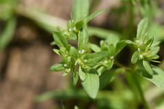Valerianella locusta
