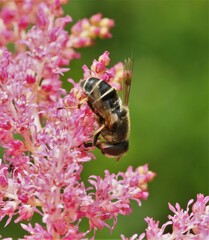 Eristalis obscura