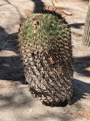 Ferocactus recurvus