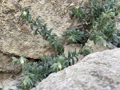 Podonosma orientalis