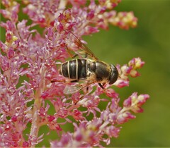 Eristalis obscura