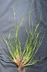 Carex distachya