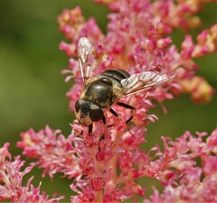 Eristalis obscura