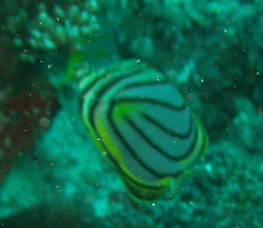 Chaetodon meyeri