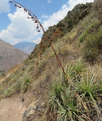 Puya ferruginea