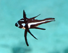 Macolor macularis