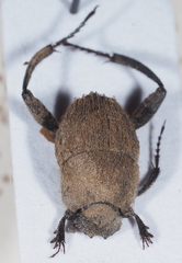 Sisyphus impressipennis