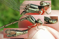 Lestes unguiculatus