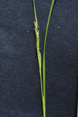 Carex distachya