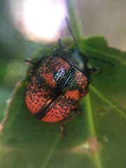 Cryptostetha cassidea