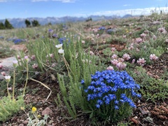 Eritrichium argenteum