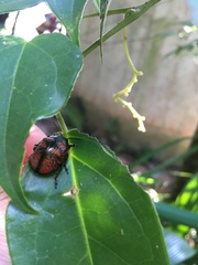 Cryptostetha cassidea