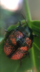 Cryptostetha cassidea