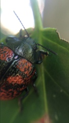 Cryptostetha cassidea