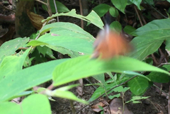 Rapala iarbus iarbus