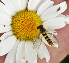 Sphaerophoria philanthus