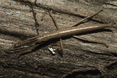 Anisomorpha buprestoides