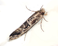 Moerarchis inconcisella