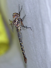 Gomphaeschna antilope