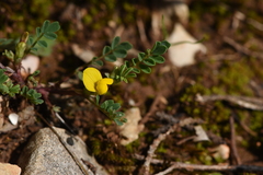 Hippocrepis biflora