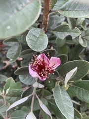 Feijoa