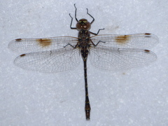 Gomphaeschna antilope