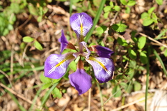 Iris unguicularis