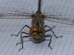 Gomphaeschna antilope