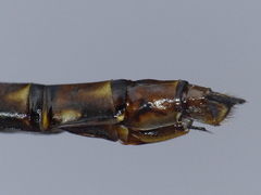 Gomphaeschna antilope