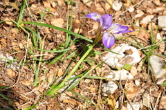 Iris unguicularis