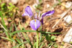 Iris unguicularis