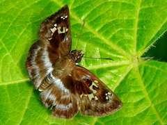 Quadrus cerialis