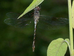 Gomphaeschna antilope