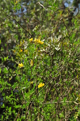 Hippocrepis emerus emeroides
