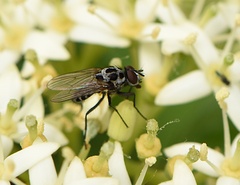 Anthomyia pluvialis