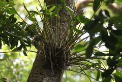 Dendrobium gracilicaule