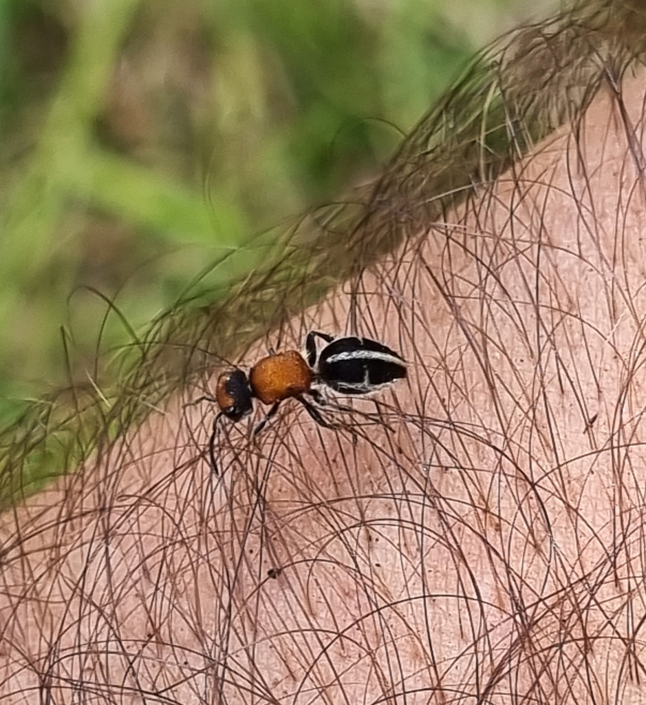 Pseudomethoca plagiata