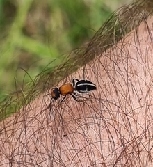 Pseudomethoca plagiata