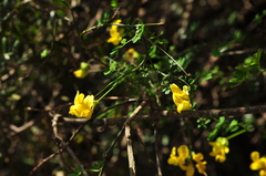 Hippocrepis emerus emeroides
