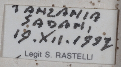 Sisyphus impressipennis