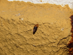 Cochlicopa lubrica