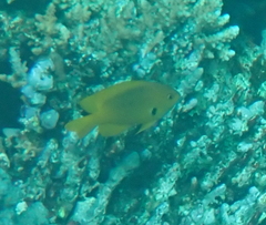 Pomacentrus sulfureus