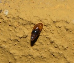 Cochlicopa lubrica