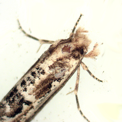 Moerarchis inconcisella