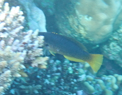 Gomphosus klunzingeri